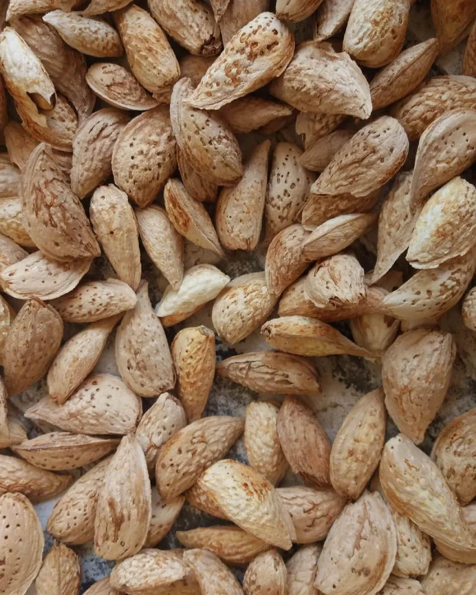 Authentic Afghan Satarbaye Soft Shell Almonds (400 g)